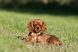 CAVALIER KING CHARLES 721